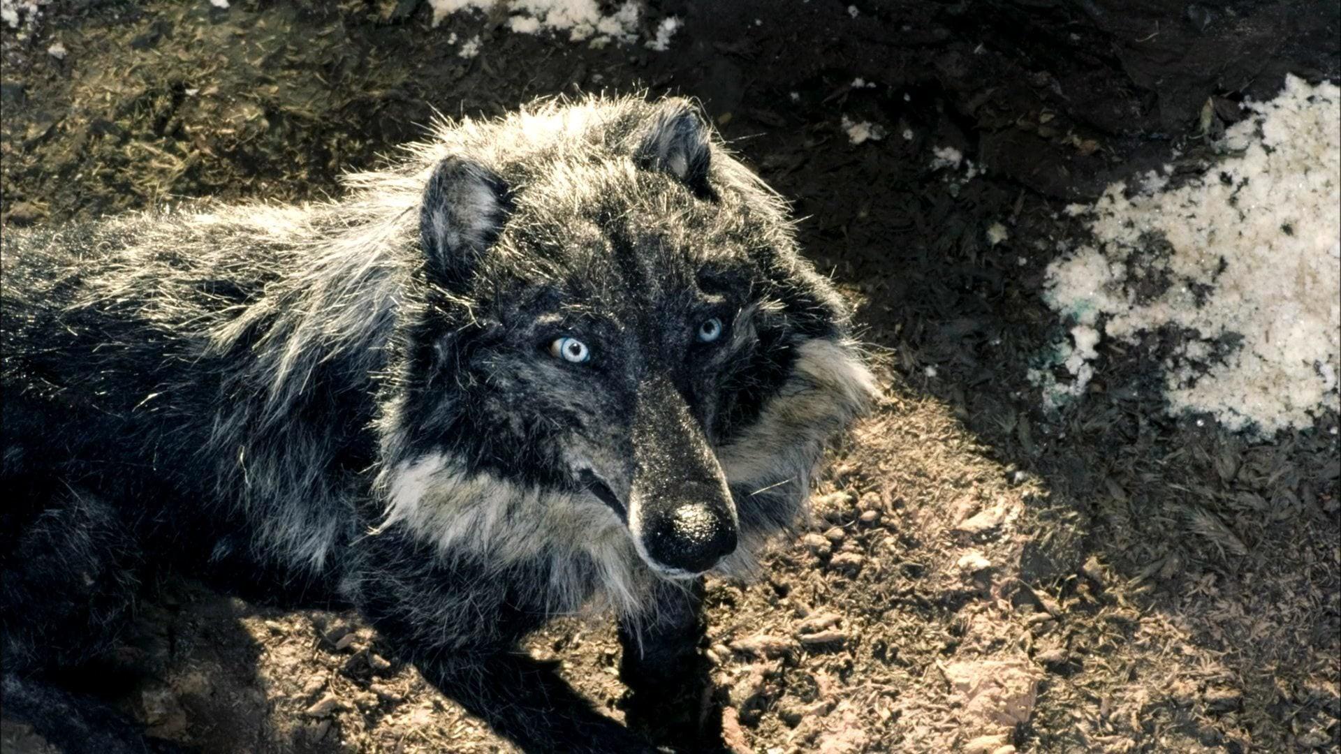 Peter & the Wolf