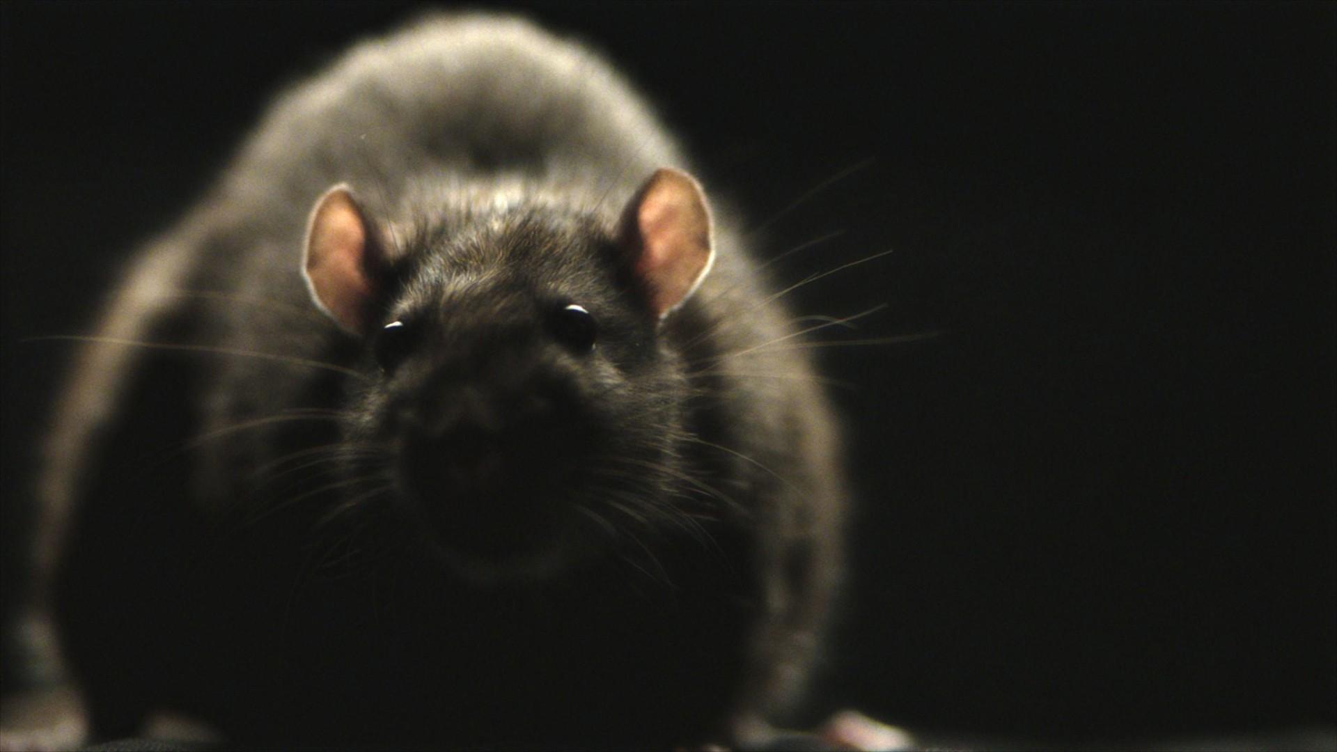 Rats