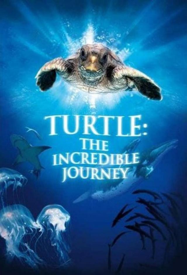 Tortuga - Die unglaubliche Reise der Meeresschildkröte