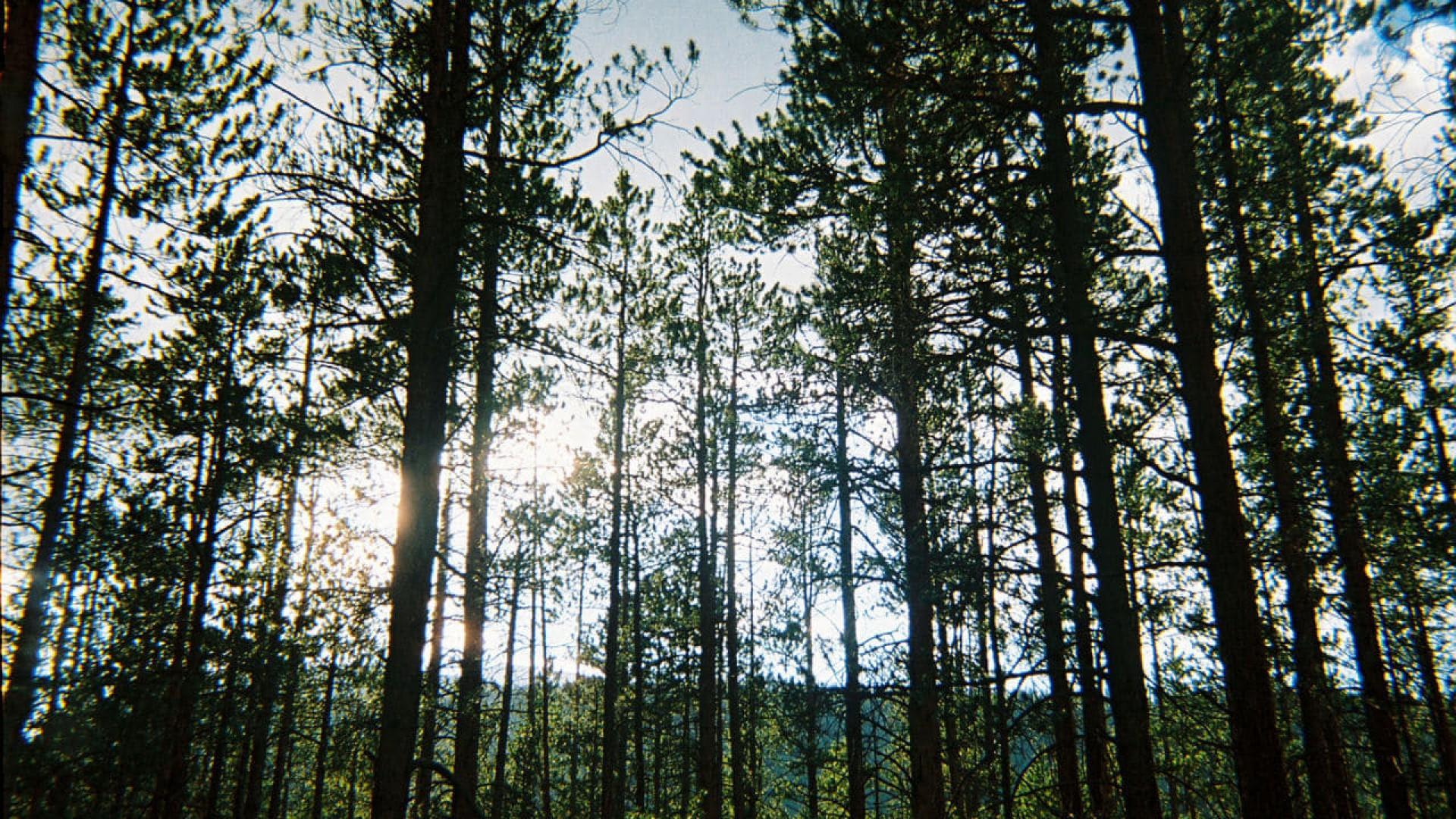 Bigfoot County
