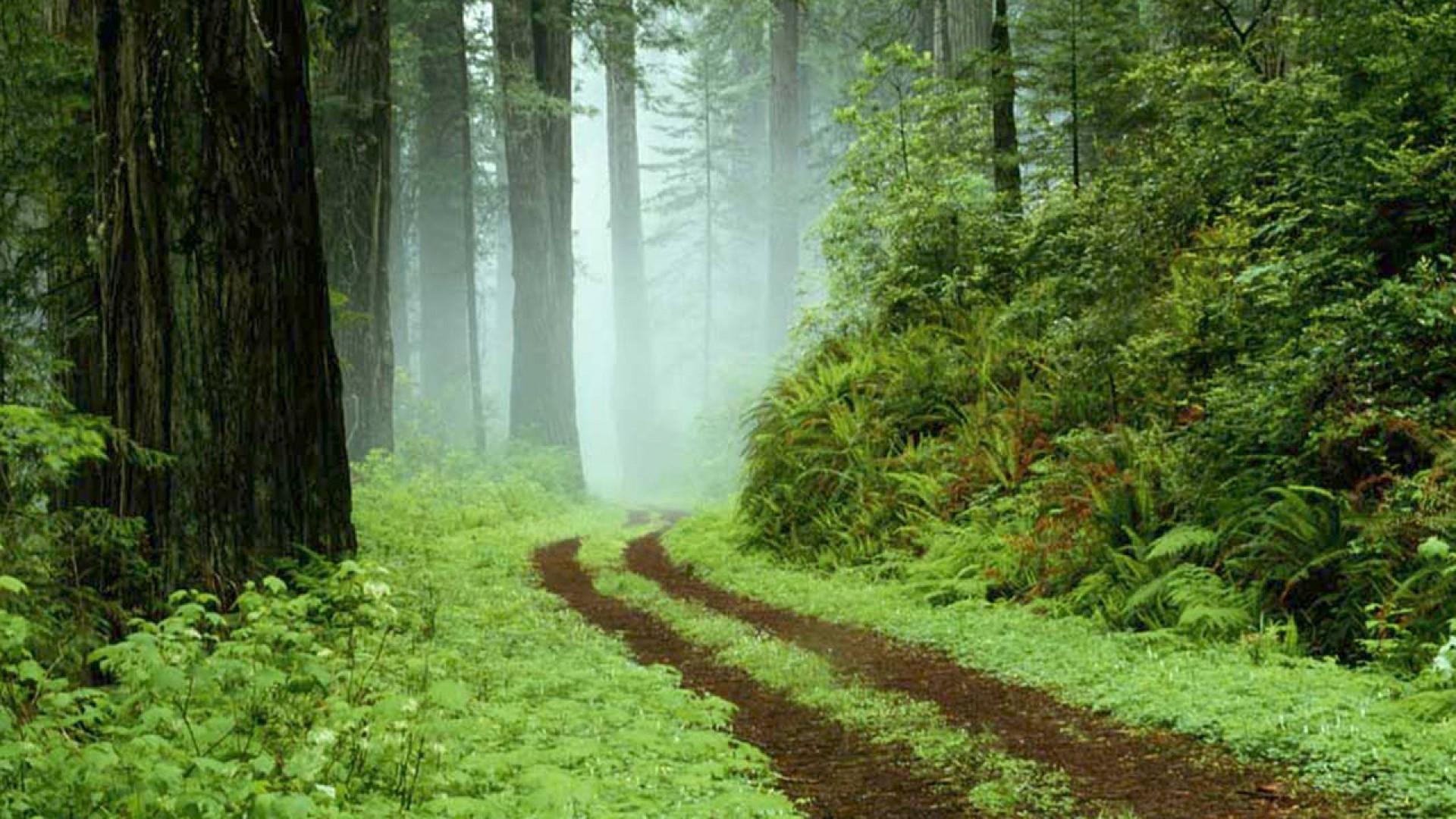 A Tale of Ululu's Wonderful Forest