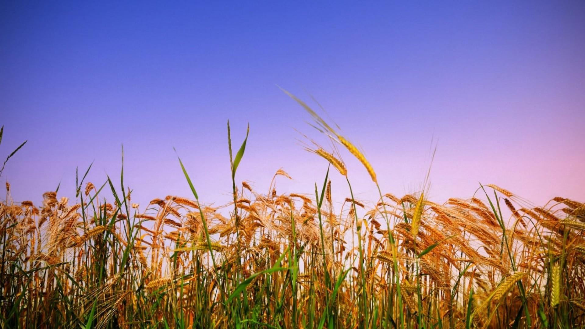 Harvest