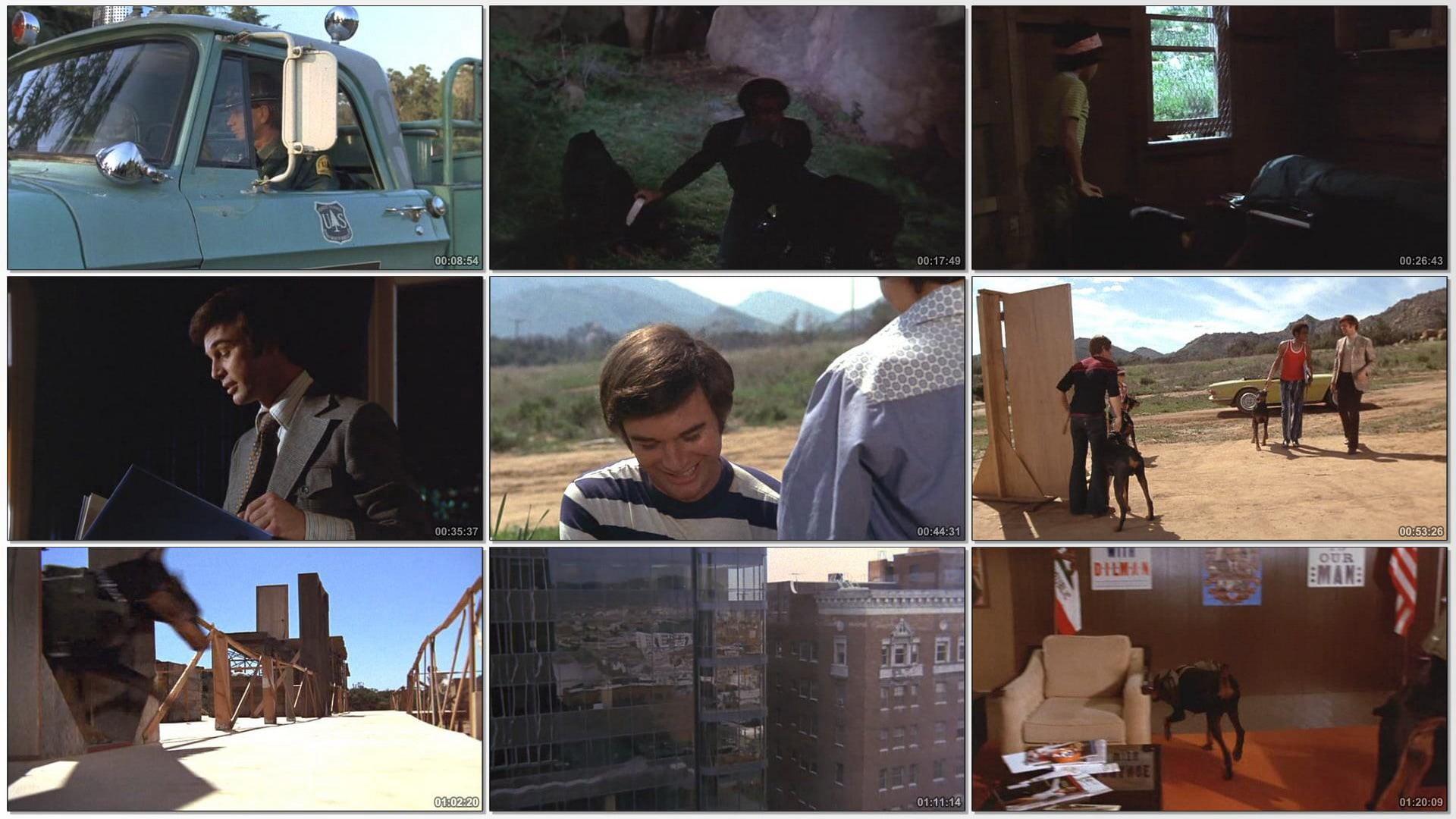 The Daring Dobermans