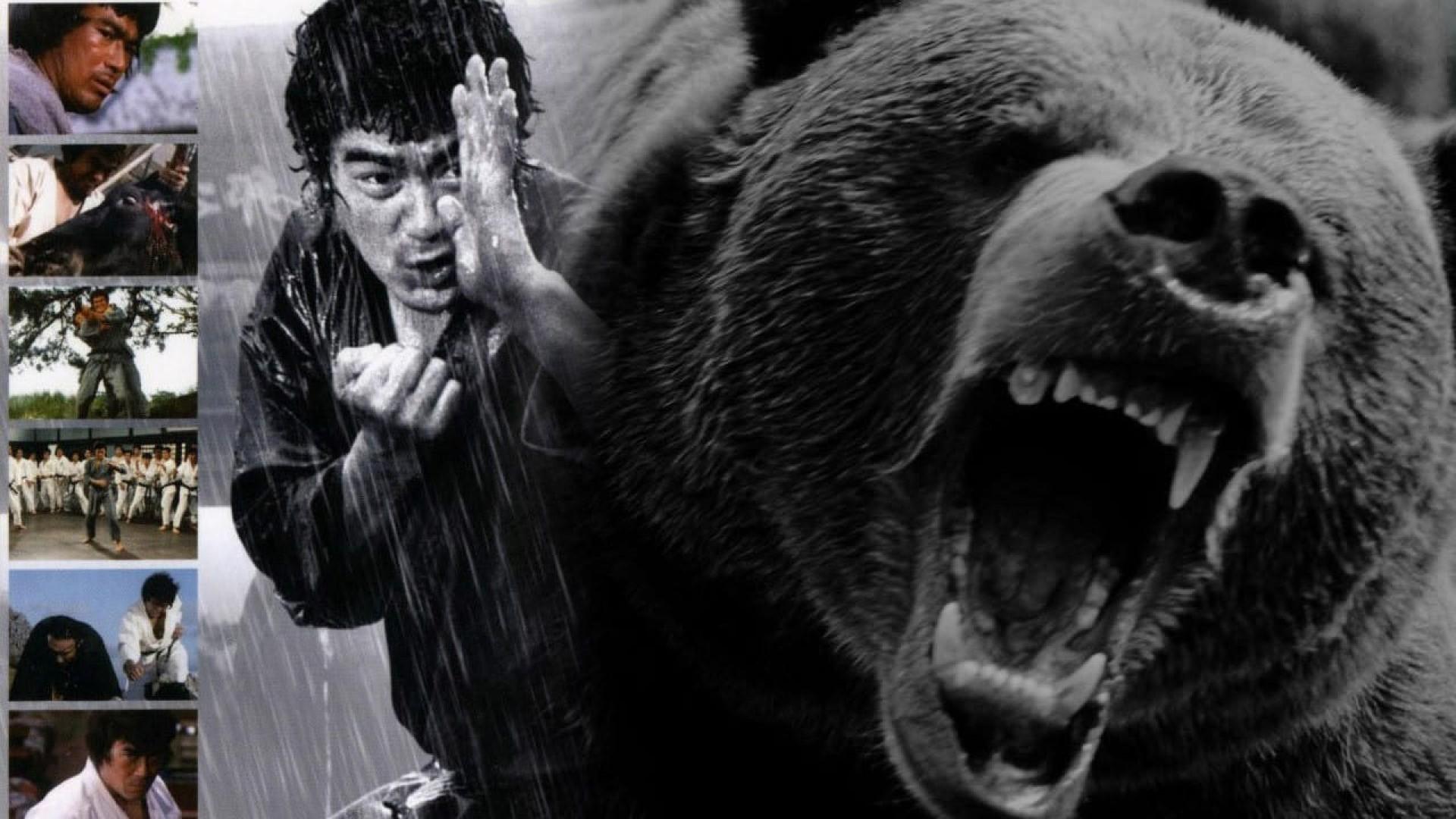 Karate Bear Fighter