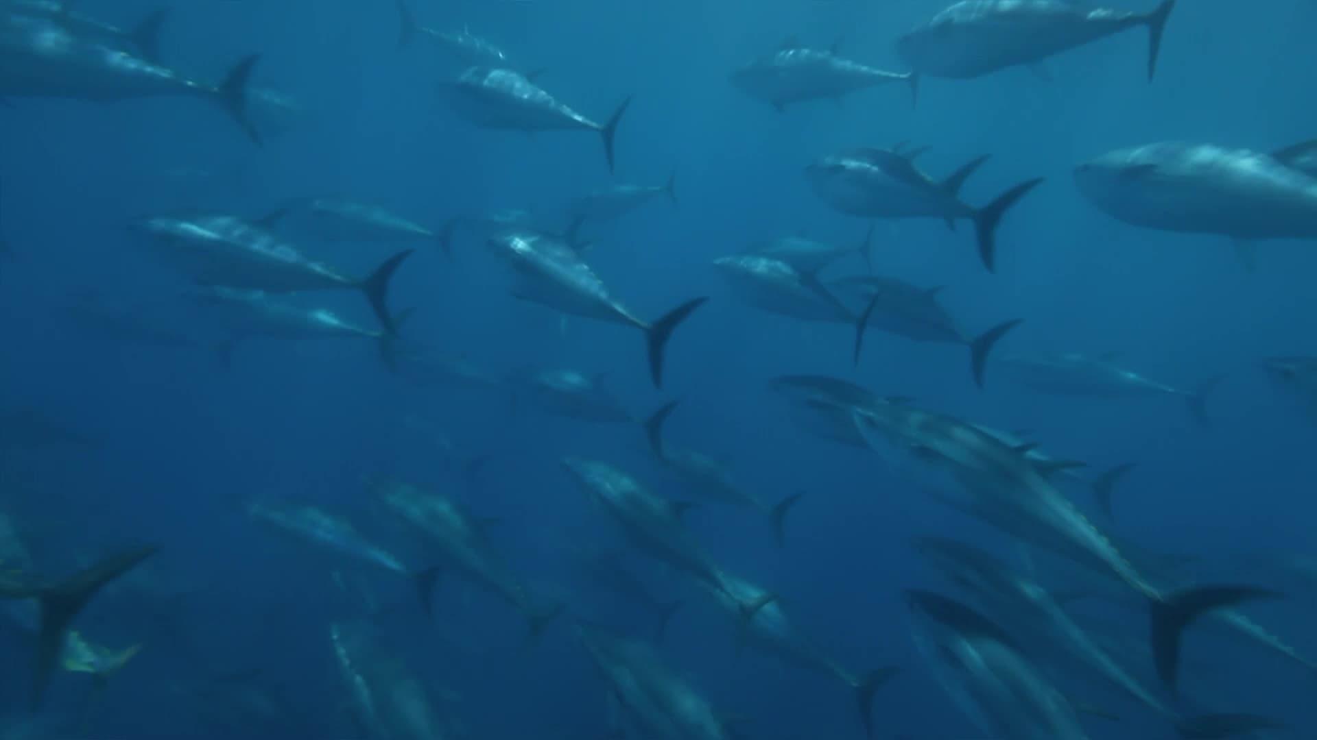 Superfish Bluefin Tuna