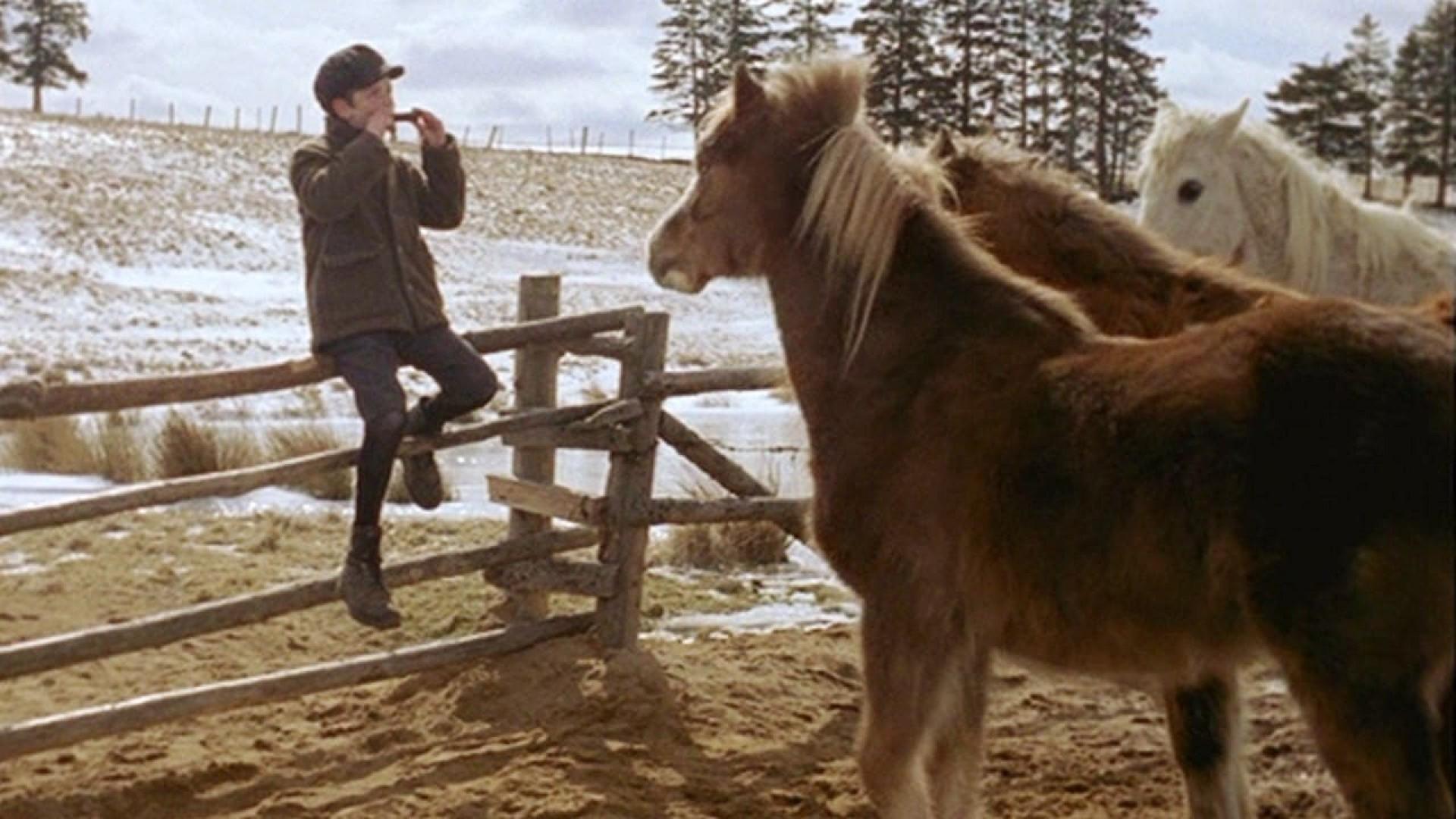 Pit Pony
