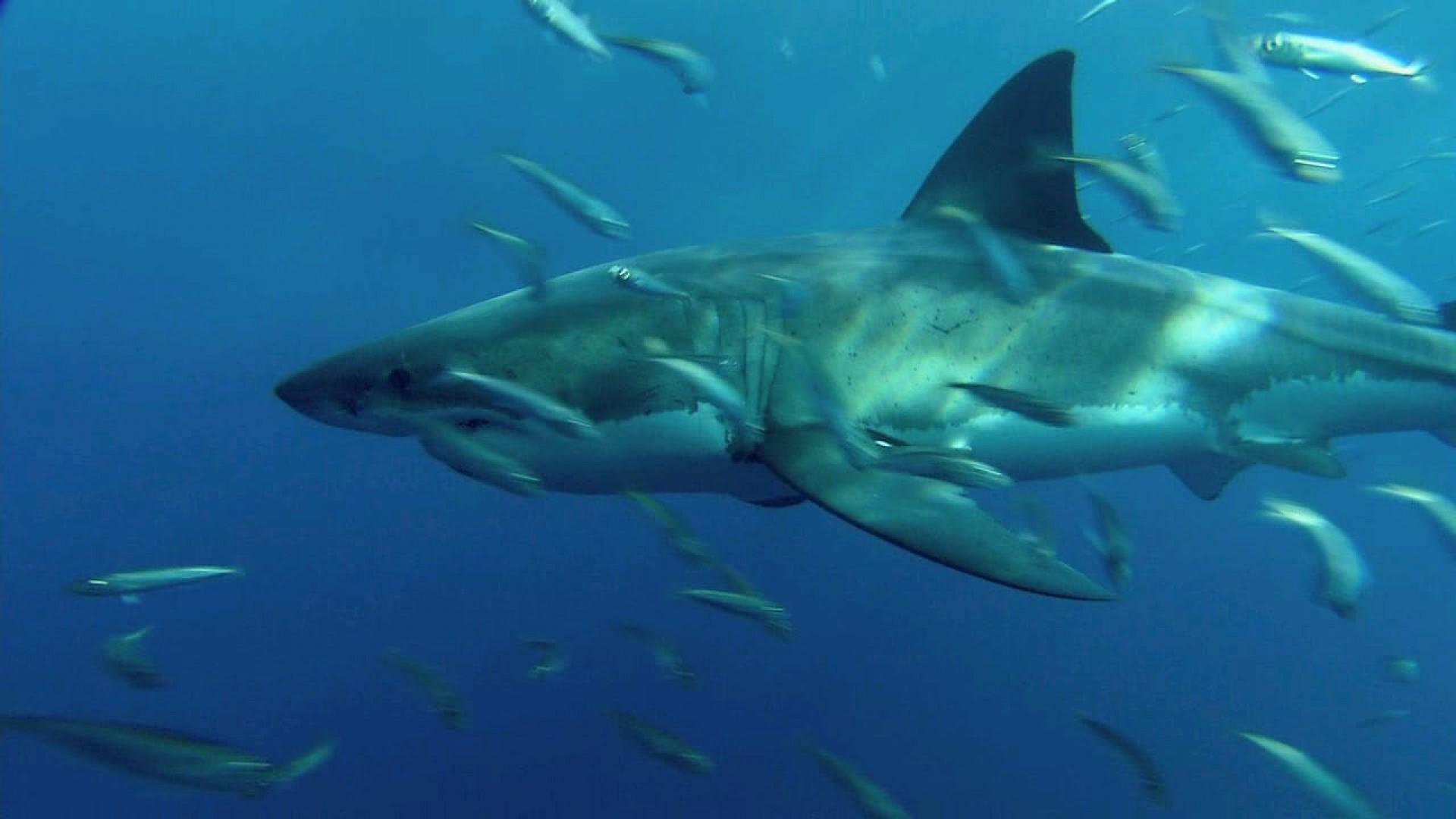 Sharks
