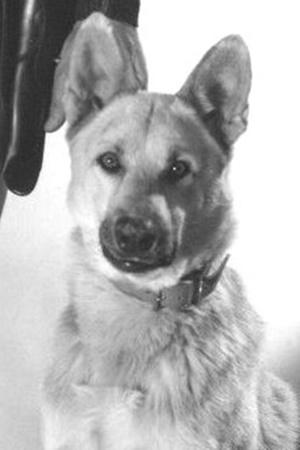 Picture of Ace the Wonder Dog