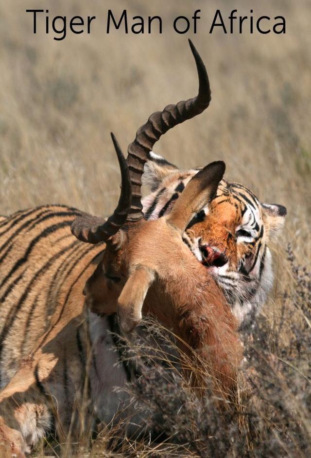 National Geographic Wild: Tiger Man of Africa