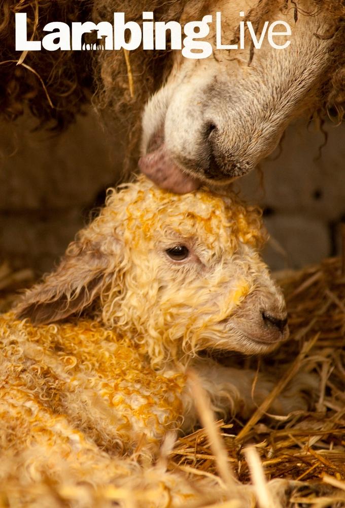Lambing Live