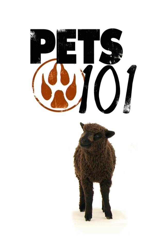 Pets 101
