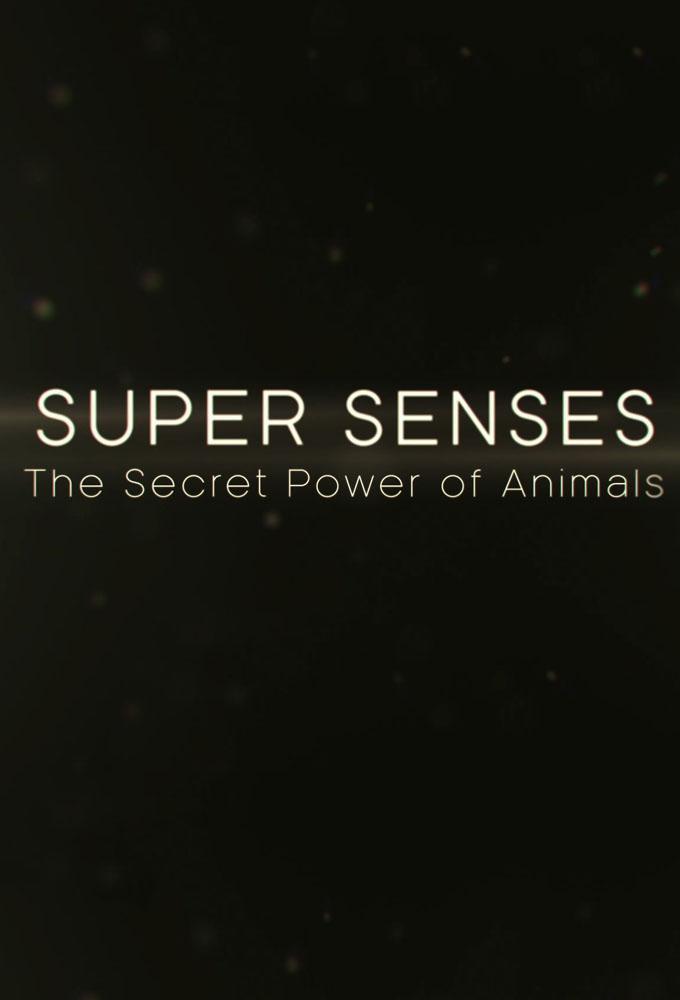 Super Senses: The Secret Power of Animals