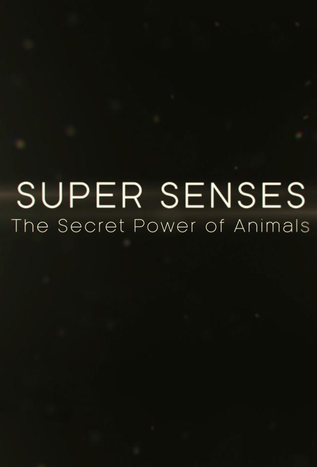 Super Senses: The Secret Power of Animals