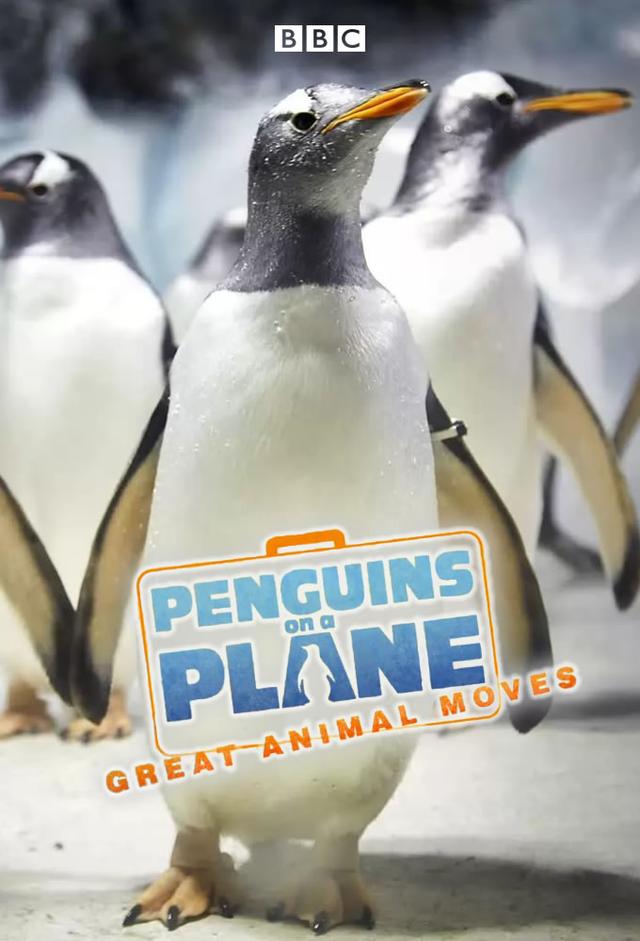 Penguins on a Plane: Great Animal Moves