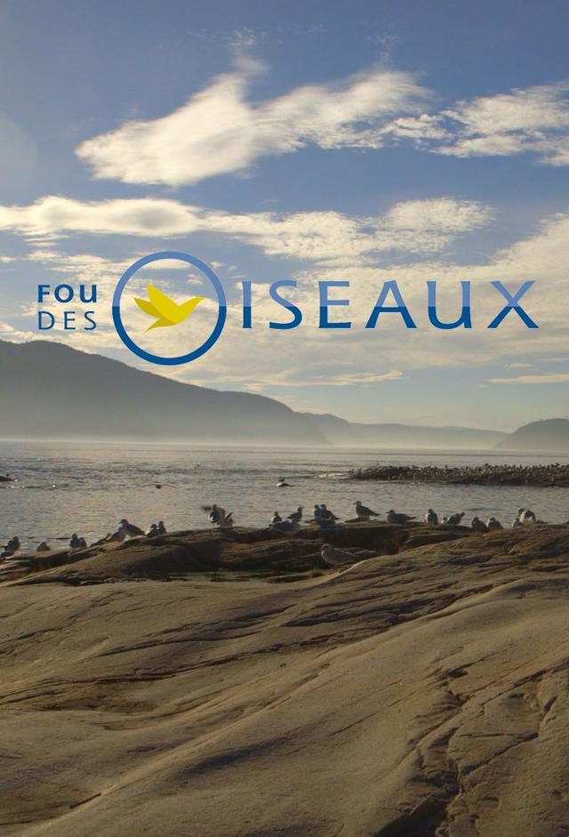 Fou des oiseaux