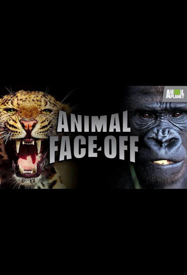 Animal Face-Off
