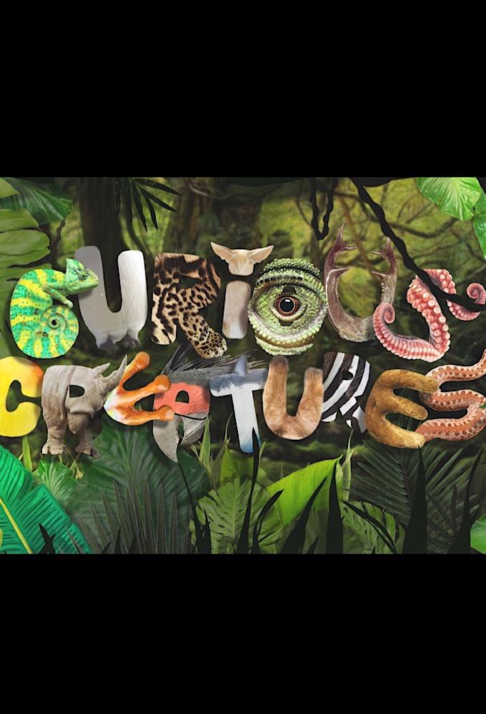Curious Creatures