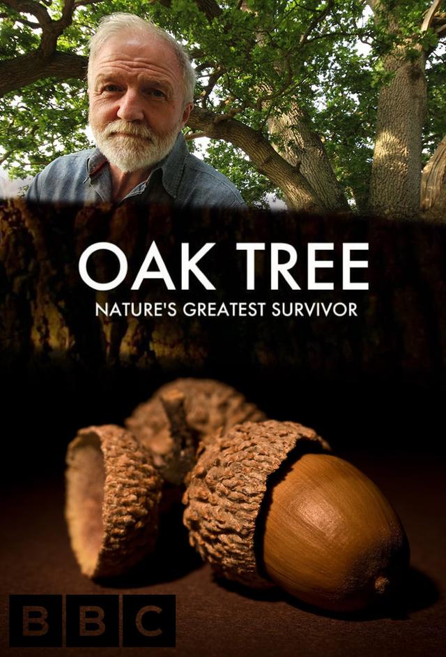 Oak Tree: Nature's Greatest Survivor