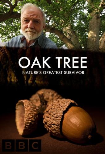 Oak Tree: Nature's Greatest Survivor