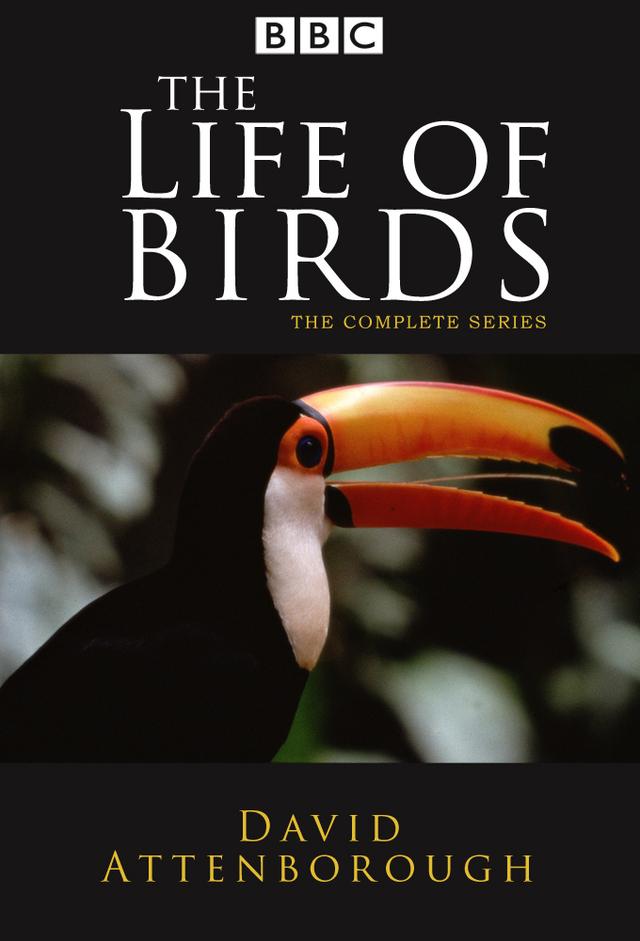 La vida de las aves