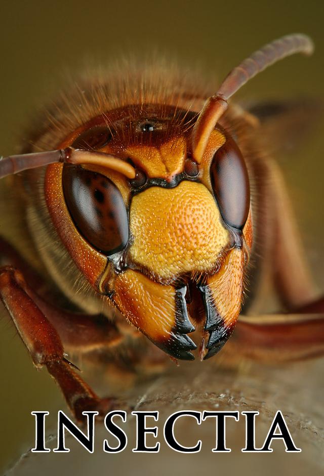Insectia