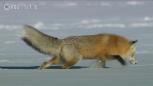 Spend An Hour in Snowy Yellowstone | Sights & Sounds