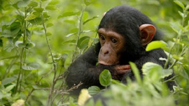 Chimp Island