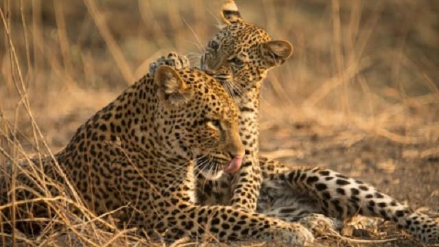 Olimba - Königin der Leoparden