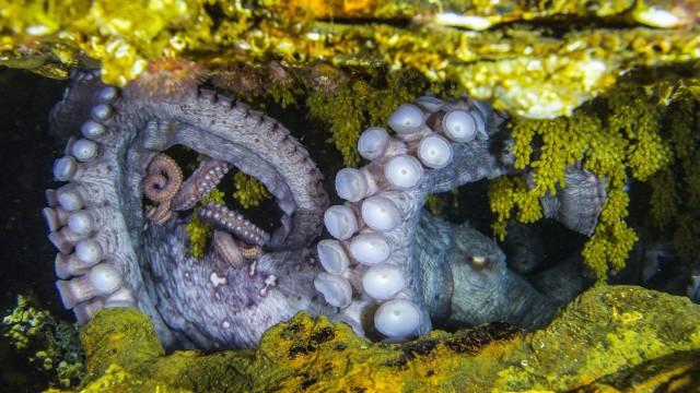 Riesenkraken - Rätselhafte Wesen aus der Tiefe