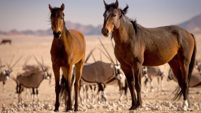 [dup 2014] Afrikas Wilder Westen - Namibias Wüstenpferde