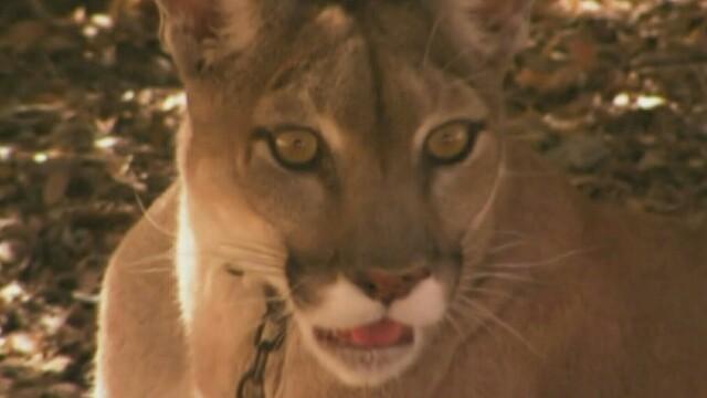 Cougar