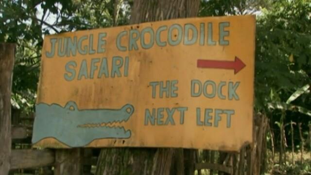 Crocodile