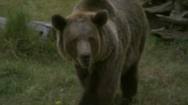 Grizzly