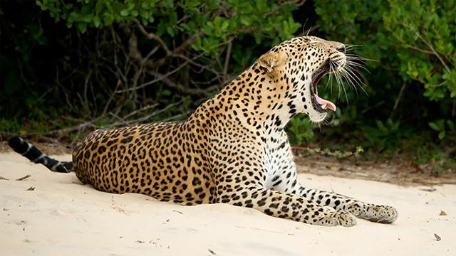 Sri Lanka, meren helmi (1)
