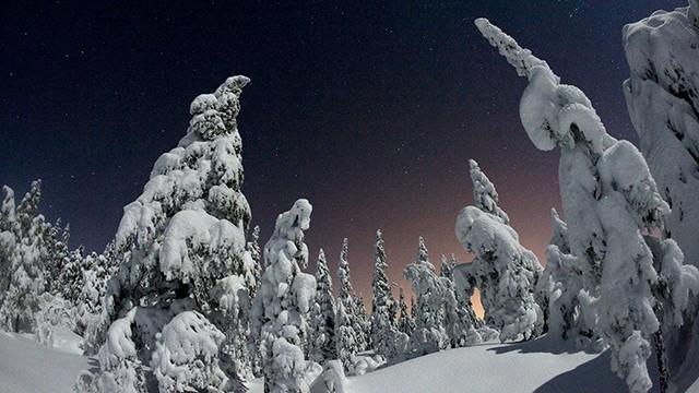 Villi pohjola (1): Metsä