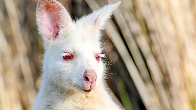 Ihmeellinen Tasmania