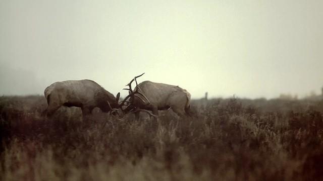 Yellowstonen vuodenajat (2)