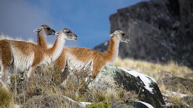Wild Patagonia: Episode 2