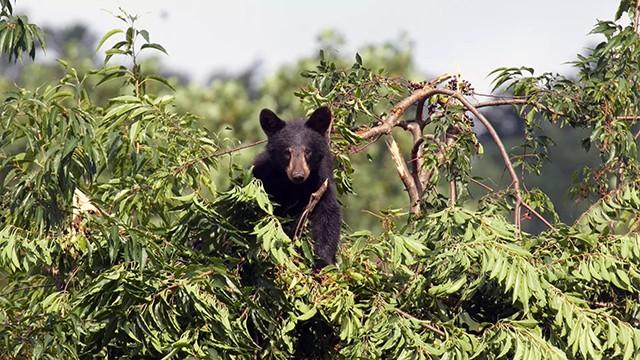 North America's National Parks: Great Smoky Mountains