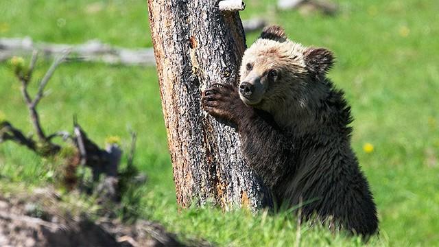 North America's National Parks: Yellowstone