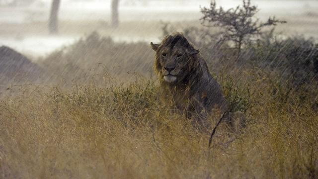 Serengeti (3): Lauma on liikkeellä
