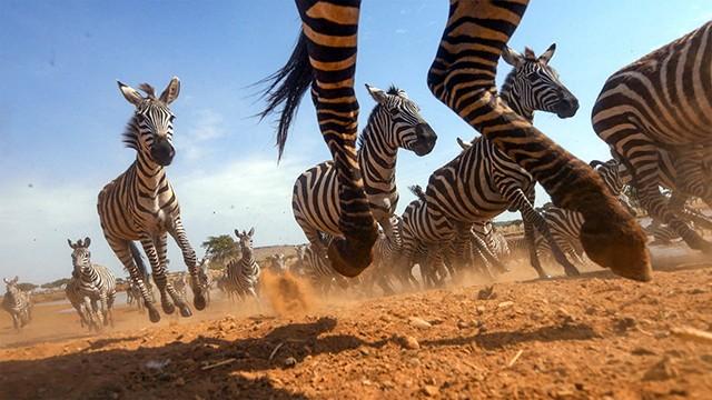 Serengeti (4): Vastoinkäymisiä