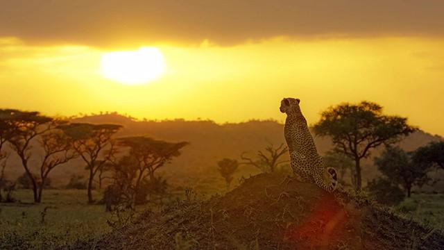 Serengeti (6): Luonto herää henkiin