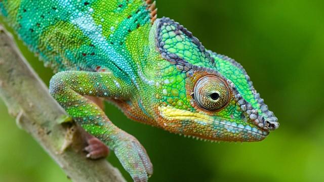 Trooppisten saarten lumo (1): Madagaskar