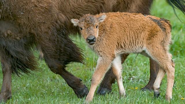 Tarunhohtoinen Yellowstone (2): Petojen paluu