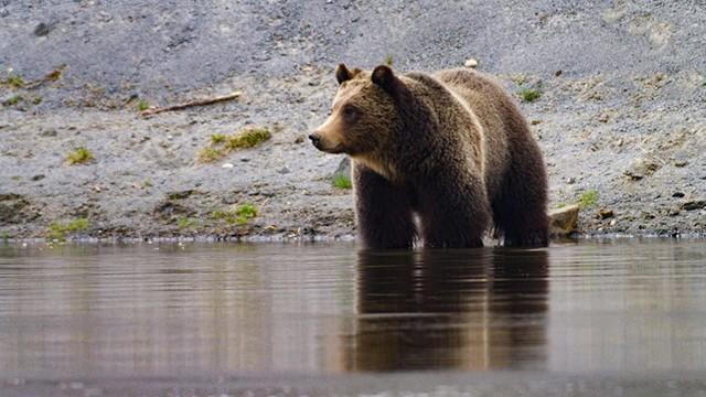 Tarunhohtoinen Yellowstone (4): Yellowstonen joki