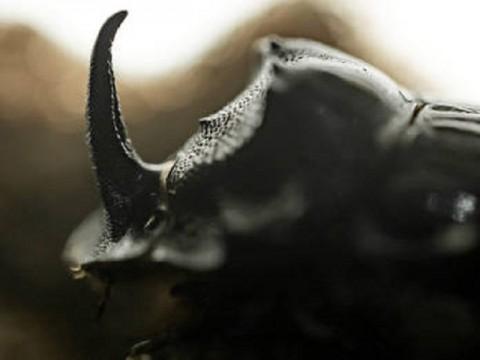 Dung Dynasty