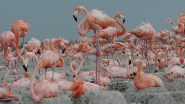 Epic Migrations: Mexico