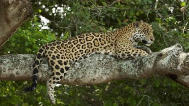 Jaguarland
