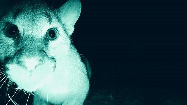 The Mountain Lion and Me